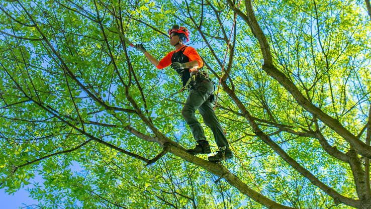 tree pruning Bendigo